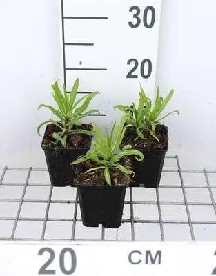 Immagine prodotto di 6 x Helenium hybr. 'Rubinzwerg' - Sonnenbraut - Topf 9 x 9 cm