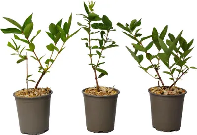 Zdjęcie produktu dla Wiciokrzew - 3 szt - Lonicera kamtchatica - Wysokość 25-40cm - ⌀9cm