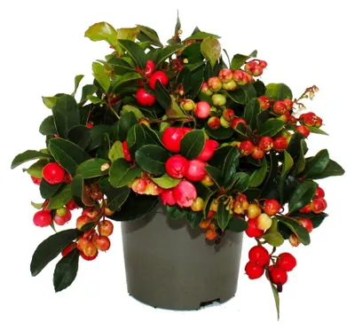 Zdjęcie produktu dla Gaultheria procumbens (Teppichbeere), Gaultheria procumbens (Scheinbeere, Rebhuhnbeere) – zimozielona roślina ozdobna, charakteryzująca się dekoracyjnymi owocami. 1 sztuka