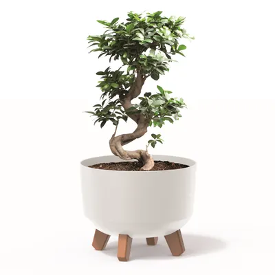 Produktbild von Blumentopf mit Füßen Pflanzkübel D 39 cm Kunststoff Weiß Töpfe mit Einsatz matt Übertöpfe Geldbaum Kakteen Gummibaum Glücksfeder