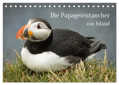 Produktbild von Die Papageientaucher von Island (Tischkalender 2027 DIN A5 quer), CALVENDO Monatskalender