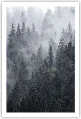 Produktbild von Poster - Poster ohne Rahmen - Wald Baum Natur - 61x91,5 cm - Wand Bild - Wanddeko - Wandbilder - Kunstposter - Wandposter - Bilder - Kunstdruck - Wanddekoration - Wandbild - P2XPA61x91-4074