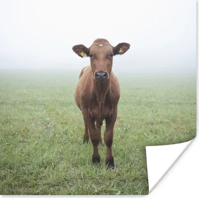 Produktbild von MuchoWow® Poster Kuh - Nebel - Gras 50x50 cm - Wohnzimmerdekoration