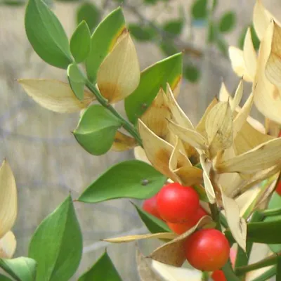 Obrázek produktu pro Himbeere - Ruscus aculeatus | 20-30 cm v nádobě