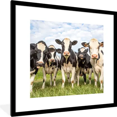 Produktbild von MuchoWow® Gerahmtes Poster Kühe - Weide - Tiere - Natur - Gras 40x40 cm - Poster mit Schwarzem Bilderrahmen Wandposter Rahmen Foto Bilder - Poster - Plakat im Rahmen