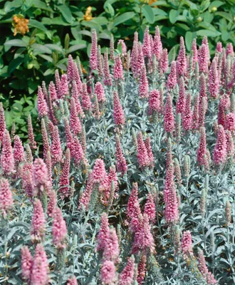 Produktbild von Veronica spicata 'Erika', Ähriger Ehrenpreis, rosa, ca. 9x9 cm Topf