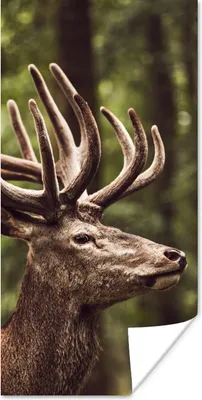 Produktbild von MuchoWow® Poster Hirsch - Natur - Geweih - Wald - Tiere 20x40 cm - Plakat - Foto