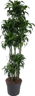 Produktbild von Smocze drzewo - Dracaena Dorado Carouseplant - Roślina domowa - 200cm - ø40cm
