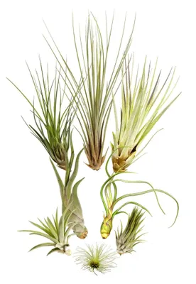 Produktbild von Tillandsien 8er-Mix, Tillandsia Bromeliengewächs