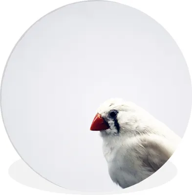 Produktbild von MuchoWow® Rundes Wandbild - Runde Bilder Eine Nahaufnahme eines schönen weißen Zebrafinken Ø 60 cm Kreis Wanddekoration Kunststoff - Wandkreis - Wandschmuck - Wand Kreis - Das Schlafzimmer - Die Bilder - Wandmalerei - Kunst für das Haus - das Plastik