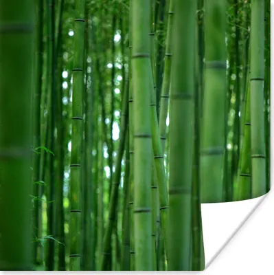 Produktbild von MuchoWow® Poster Arashiyama-Bambuswald aus der Nähe 100x100 cm - Babyzimmer
