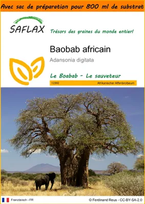 Image de SAFLAX Garden in the bag - Baobab africain - 6 graines - Adansonia