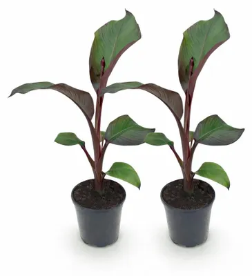 Zdjęcie produktu dla Ensete ventricosum elli – bananowiec zimowy o czerwonych liściach – wysokość rośliny: 17 cm. Rozmiar doniczki: ok. 40 cm. Zestaw 2 sztuk