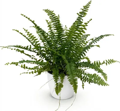 Zdjęcie produktu dla Nephrolepsis Exaltata Green Lady - paproc doniczkowa w bialej doniczce o