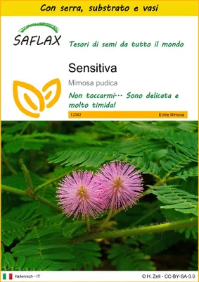 Immagine prodotto di SAFLAX Insieme di coltivazione - Sensitiva - 70 semi - Mimosa