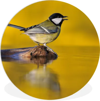 Produktbild von MuchoWow® Rundes Wandbild - Runde Bilder Kohlmeise - Vogel - Wasser Ø 60 cm Kreis Wanddekoration Kunststoff - Wandkreis - Wandschmuck - Wand Kreis - Das Schlafzimmer - Die Bilder - Wandmalerei - Kunst für das Haus - das Plastik