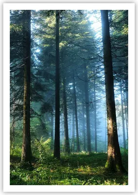 Produktbild von Poster - Poster ohne Rahmen - Wald Dämmerung die Sonne - 70x100 cm - Wand Bild - Wanddeko - Wandbilder - Kunstposter - Wandposter - Bilder - Kunstdruck - Wanddekoration - Wandbild - P2XPA70x100-4398