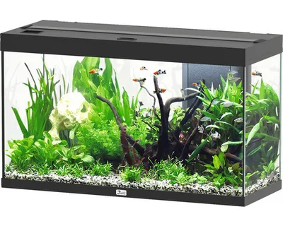 Produktbild von Aquarium aquatlantis Splendid 200 inkl. Beleuchtung, Filter schwarz