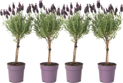 Image de Lavandin - Set de 4 - Lavandula stoechas 'Anouk' - Hauteur 30-40cm - ⌀12cm