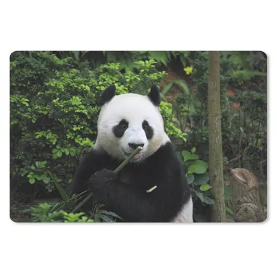 Produktbild von MuchoWow® Schreibtischunterlage Panda - Bambus - Wald 60x40 cm - XXL Mauspad - Großes Mauspad