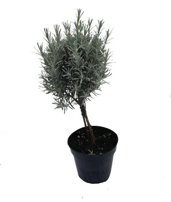 Produktbild von Enseleits Currykraut Stamm, 1 Pflanze, Helichrysum angustifolia