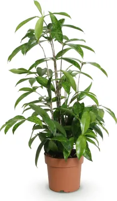 Immagine prodotto di Dracaena surculosa - Albero del sangue di drago - 17cm - Altezza 60-70cm