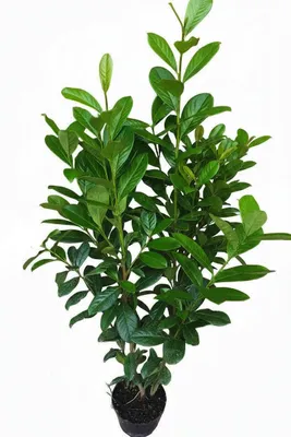 Produktbild von 10 Stück Kirschlorbeer Pflanzen, Höhe: 100-125 cm, Topfvolumen: 3 Liter, Sorte: Prunus laurocerasus Novita.