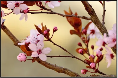 Produktbild von Wallario Wandbild Frühlingsgefühle I - Kirschblüten in Nahaufnahme, Größe: 61 x 91,50 cm, Poster mit schwarzem Aluminiumrahmen