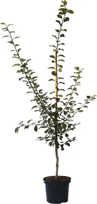 A potted plant with multiple branches and leaves, isolated on a white background.