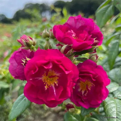 Produktbild von Kordes Rambler Purple Siluetta® Purpur-violett