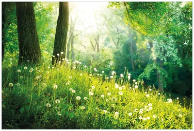 Produktbild von Wallario Wandbild aus Acryl, 90 x 60 cm, freischwebende Optik - Pusteblumen im Wald mit einfallenden Sonnenstrahlen