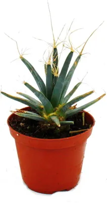 Zdjęcie produktu dla Kaktus pryzmatyczny - Kaktus agawa - Leuchtenbergia principis - niezwykla rzadkosc kaktusów - doniczka 9 cm