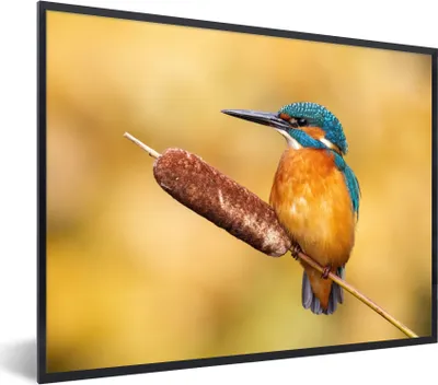 Produktbild von MuchoWow® Gerahmtes Poster Eisvogel - Natur - Vogel 80x60 cm - Poster mit Schwarzem Bilderrahmen Wandposter Rahmen Foto Bilder - Schwarzem - Mit Gestell