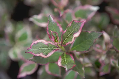Produktbild von Weigelie Monet 30-40 cm, im Topf - Weigela florida