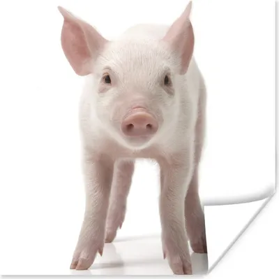Produktbild von MuchoWow® Poster Schwein - Tiere - Weiß 75x75 cm - Wand Dekoration