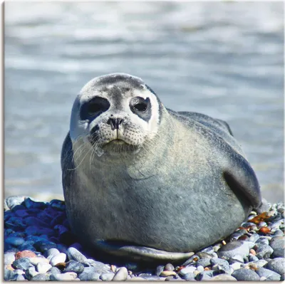 Produktbild von ARTland Leinwandbild Robbe am Strand von Helgoland Größe: 50x50 cm
