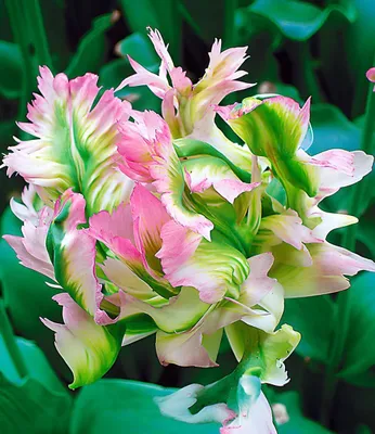 Produktbild von BALDUR Garten 5x Papageien-Tulpe 'Green Wave', Zwiebeln, Zwiebelumfang 11-12 cm, extravagante Blütenform, gefiederte Blütenblätter, winterhart, mehrjährig, pflegeleicht