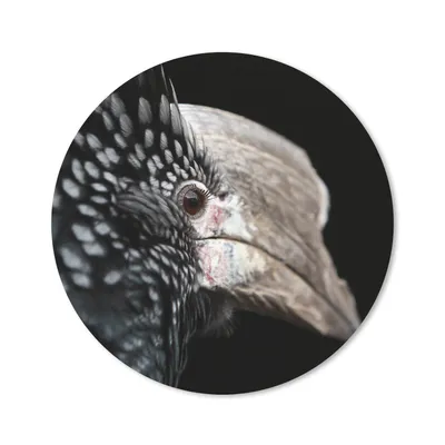 Produktbild von MuchoWow® Mauspad Mousepad Vogel - Schnabel - Federn 20x20 cm - Mousepads - Maus Mat - Pad - Mausunterlage - Schreibtischmatte