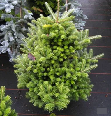 Produktbild von Zwerg-Koreatanne Molli - Abies koreana - 60-70cm