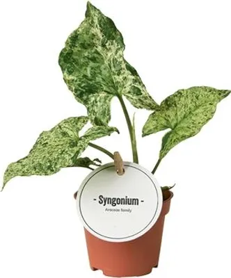 Produktbild von Gardneria Syngonium podophyllum, gesprenkelt, Durchmesser 6 cm