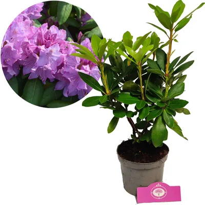 A potted Rhododendron plant with a close-up inset of its purple flowers, presented against a white background.