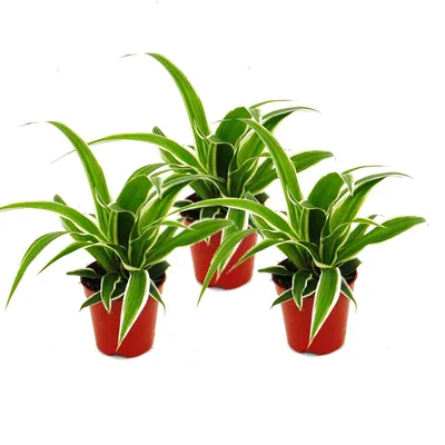Zdjęcie produktu dla Chlorophytum Mini, zestaw 3 sztuk, zielona lilia