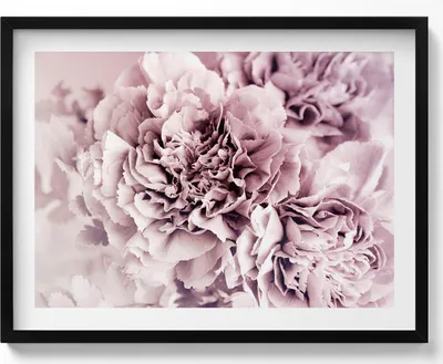 Produktbild von Blassrosa Pfingstrosenblüten– Wandbild mit Rahmen – Gerahmtes Bild  – Wanddekoration – 80x60 cm –  Schwarz Rahmen