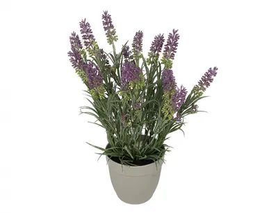 Zdjęcie produktu dla Nohel Garden Flower LEVANDULE w doniczce 37cm