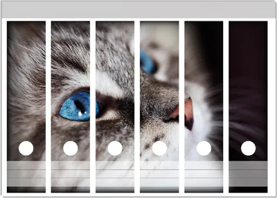 Produktbild von Wallario Ordnerrücken Sticker, selbstklebend für breite Ordner, 6 Stück, Motiv Katze mit strahlend blauen Augen