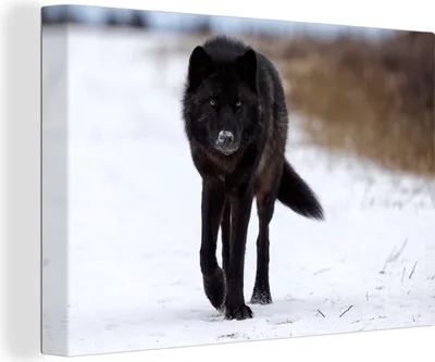 Produktbild von OneMillionCanvasses® - Leinwandbilder - 140x90 cm, Wolf - Schnee - Schwarz, Wandbilder Kunstdruck Wanddekoration