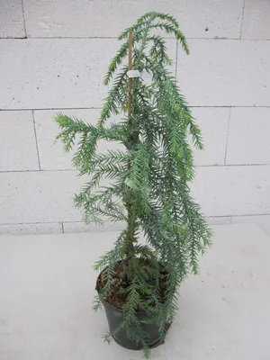 Produktbild von Taiwanie - Taiwania cryptomerioides - 30-40cm