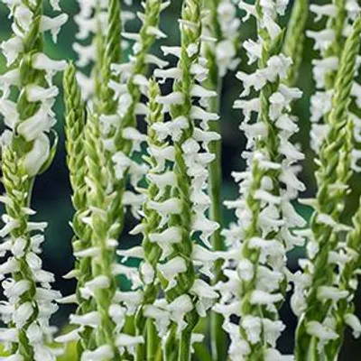 Productafbeelding van Moerings Spiranthes Cernua Chadds Ford | Schroeforchis | In 9CM pot