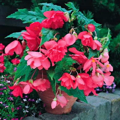 Zdjęcie produktu dla Begonia Zwisająca Różowa Pink 1 szt begonie sadzonki sadzonka bulwa
