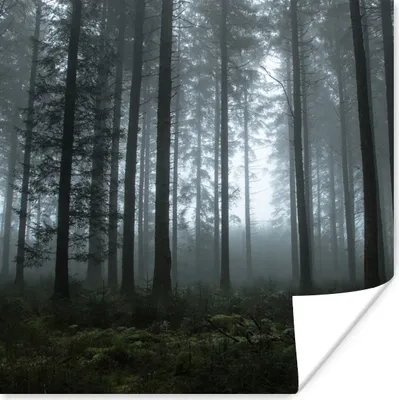 Produktbild von MuchoWow® Poster Wald - Licht - Nebel 75x75 cm - Wand Dekoration